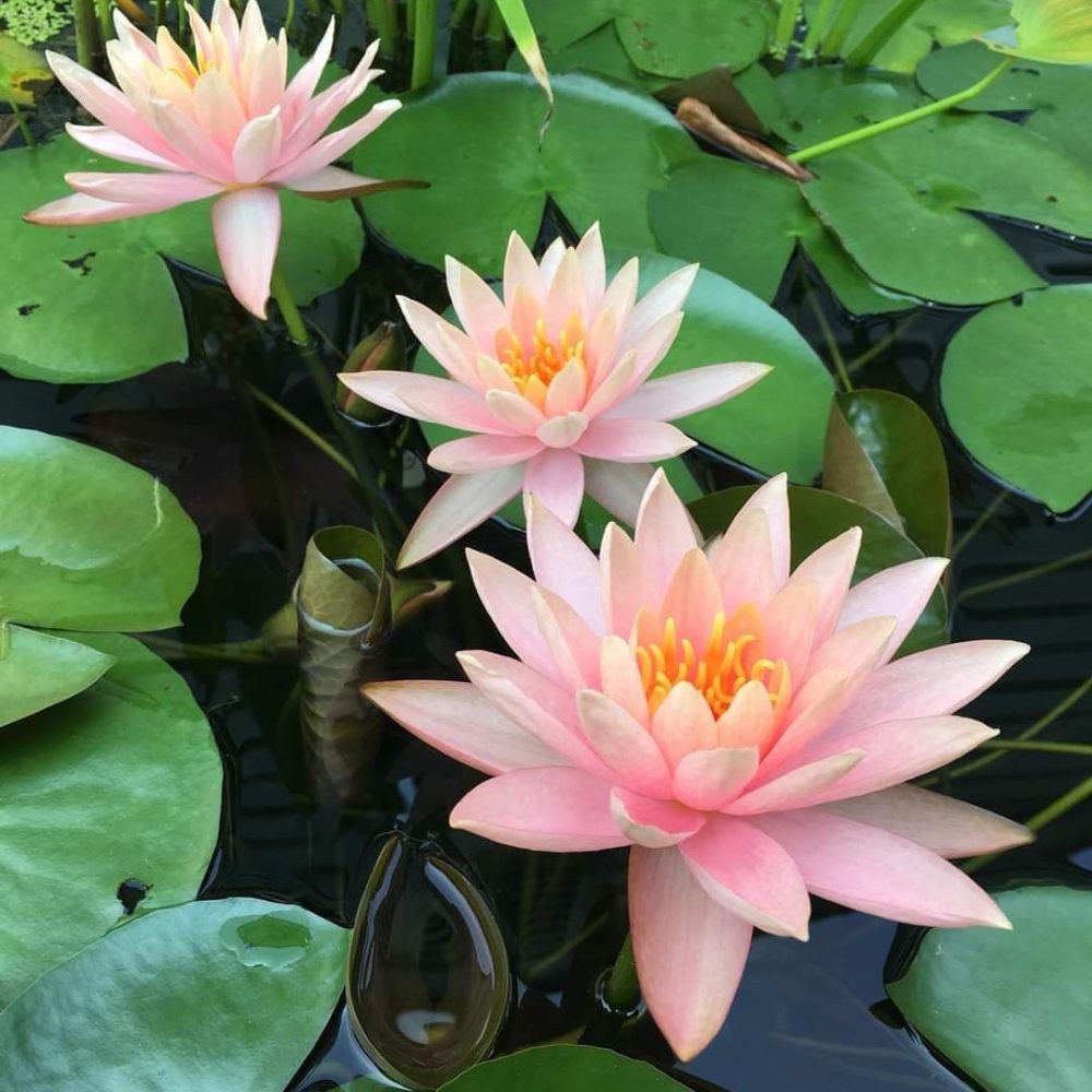 Healthy Waterlilies, Beautiful Ponds: Spring Repotting and Maintenance in South East Queensland