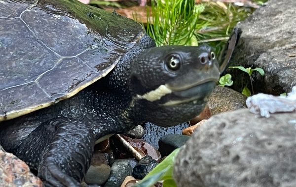If You’re Thinking About a Turtle Pond