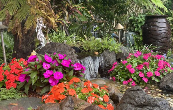Impatiens Around Water Gardens: A Colourful Favourite in Pond Edge Planting