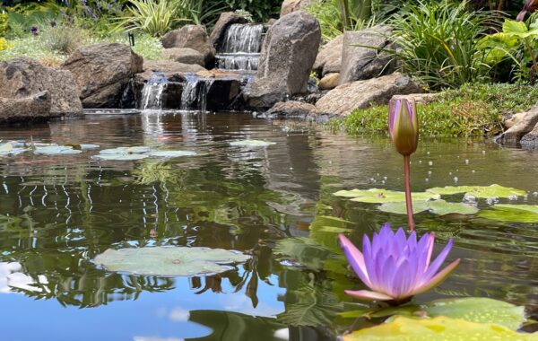 From Disaster to Dream: How Pond Works Rebuilt a Pond Gone Wrong
