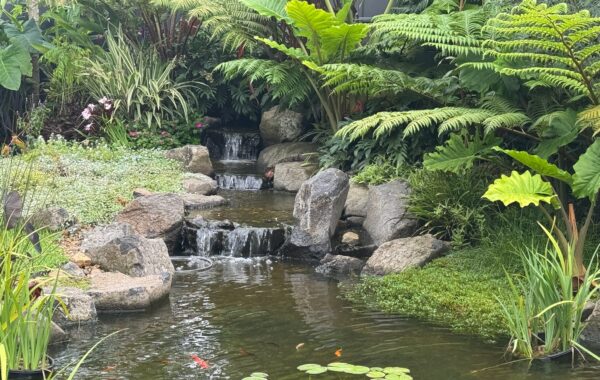 Why the Sound of Water Makes Your Garden Feel Instantly Relaxing