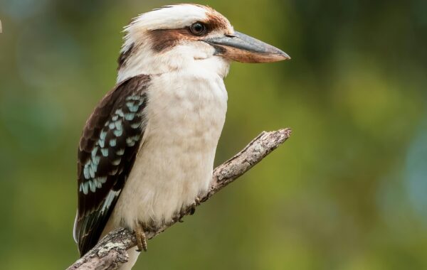 Pond Birds in South East Queensland: Herons, Cormorants & Kookaburras Explained