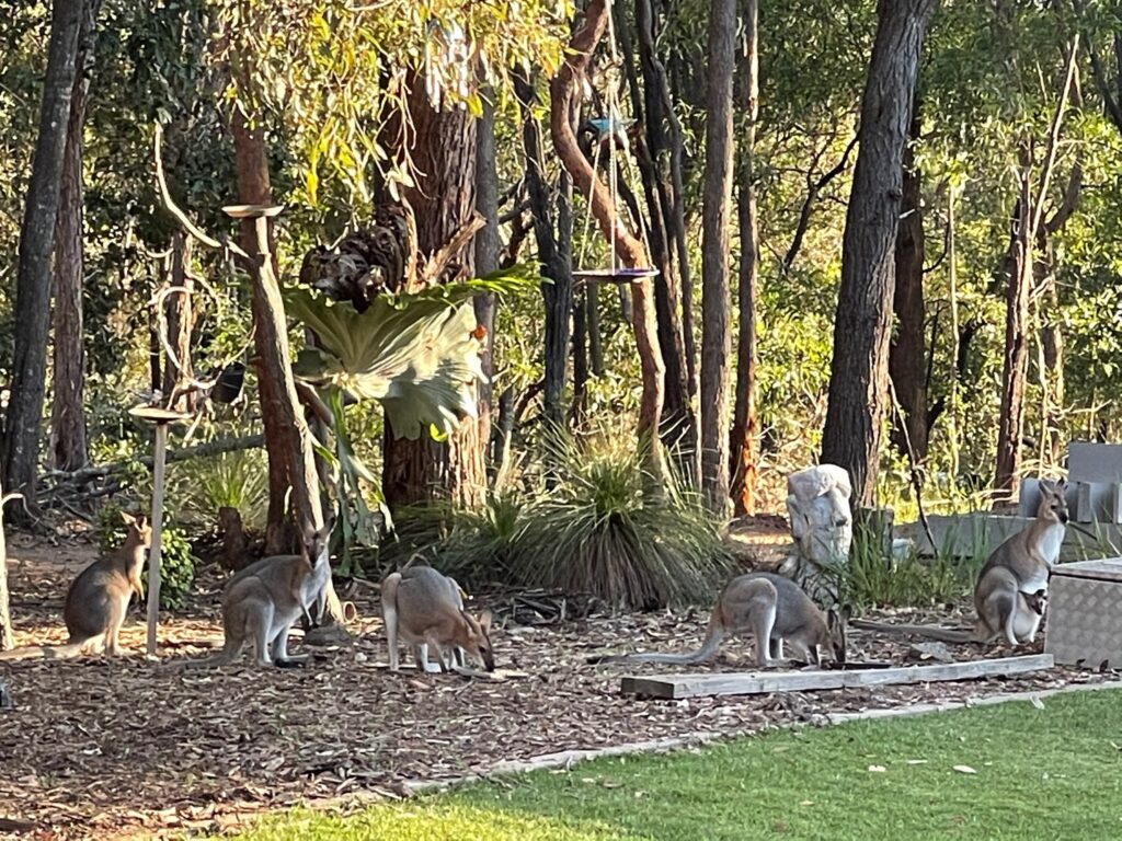 Wallabies standing near a bushside pond and waterfall water feature in Burbank, Queensland, Australia.
