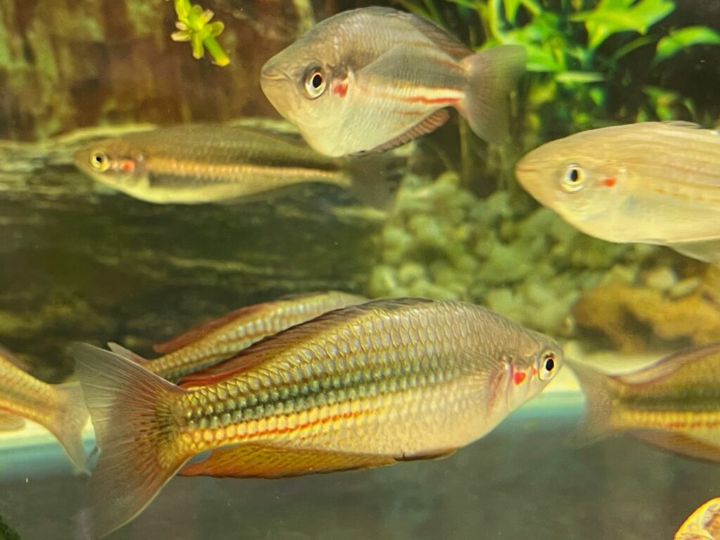 Several small, elongated fish with subtle red markings swim among green aquarium plants in a tank.