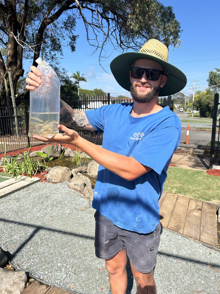 Sean holding bag of Rhadinocentrus ornatus fish ready for release into school pond at Kallangur State School