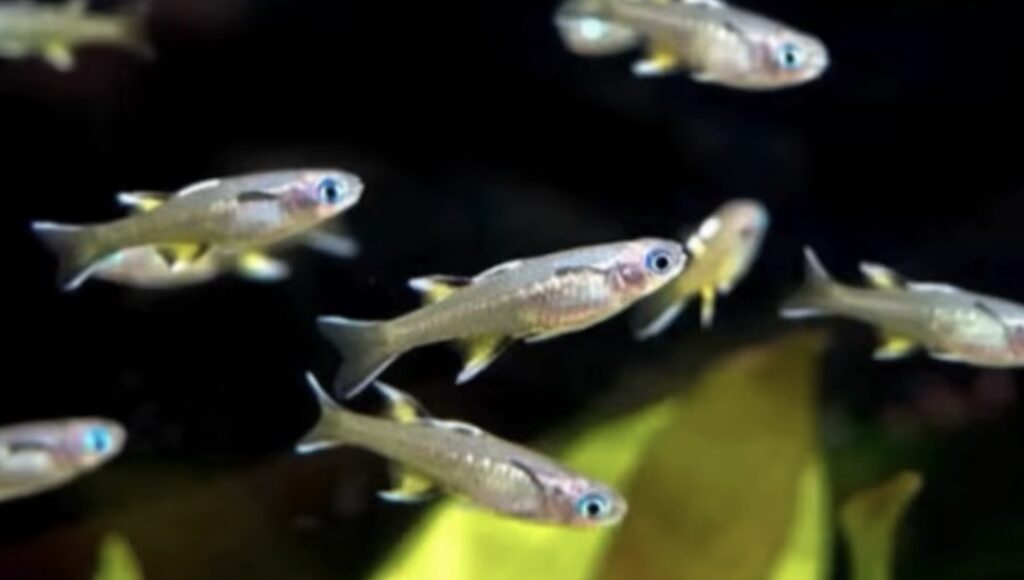 School of tiny translucent fish with blue eyes swimming in an aquarium.
