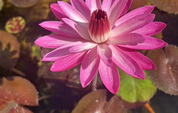 Nocturnal Water Lilies: Why “Nymphaea Antares” is the Perfect Pond Feature for Warm Queensland Nights