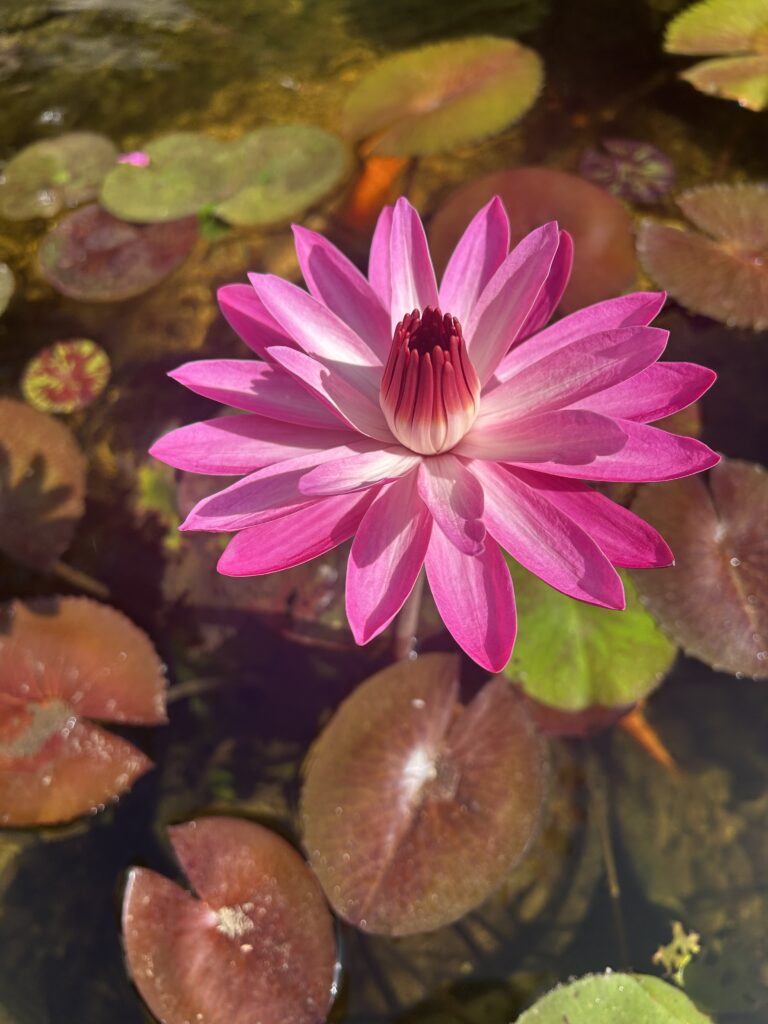 Overhead view of Nymphaea Antares nocturnal water lily blooming in a landscaped backyard pond in Queensland