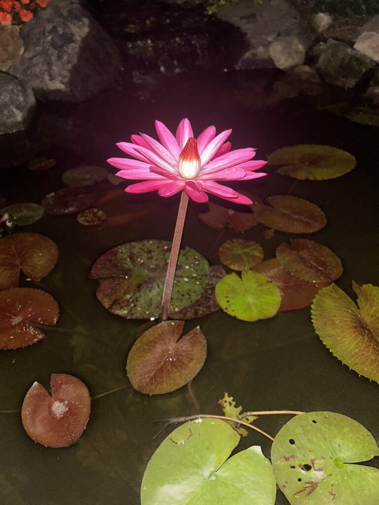 Nymphaea Antares nocturnal water lily blooming in a landscaped Queensland pond viewed from above water level