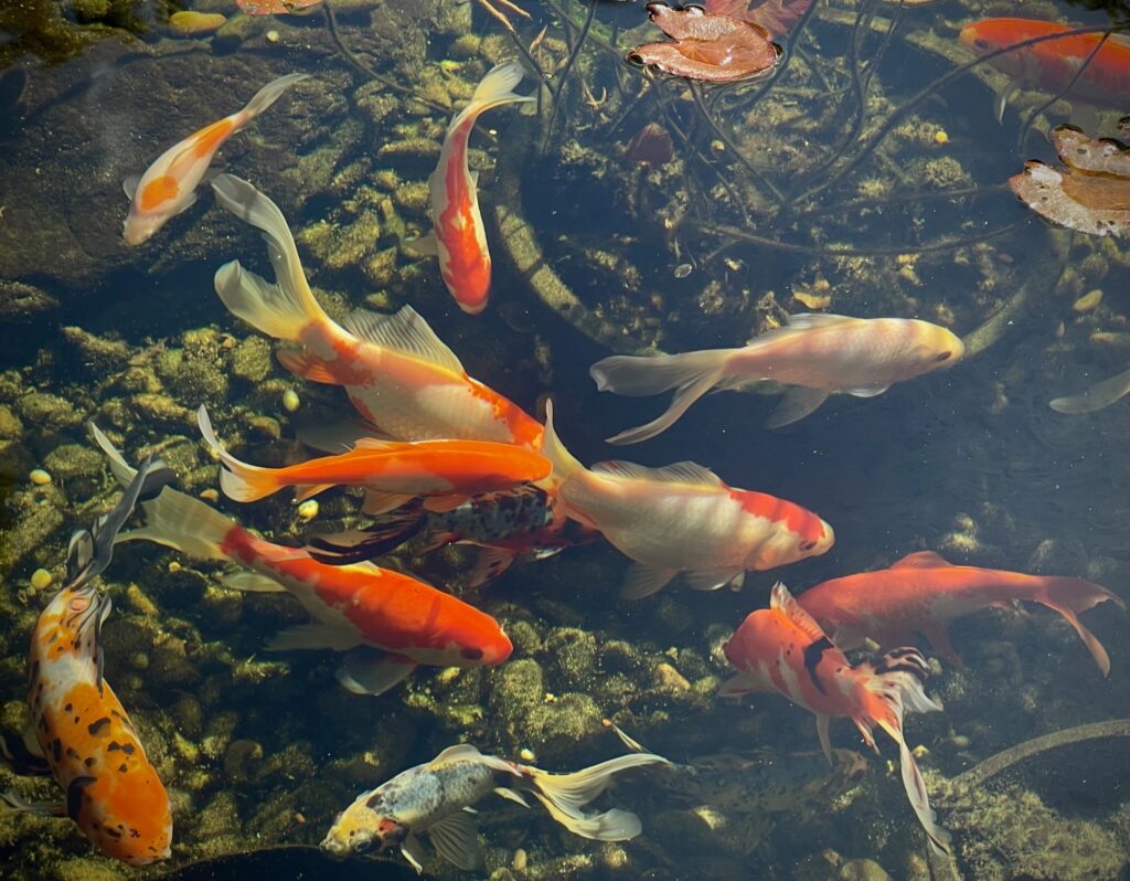 Goldfish swimming in a clear backyard pond surrounded by aquatic plants