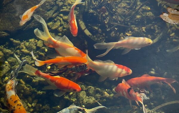 How Much Should You Feed Goldfish?