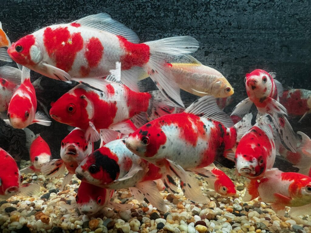 Group of red and white koi fish swimming together in a gravel-bottom pond or tank, with dark water in the background.