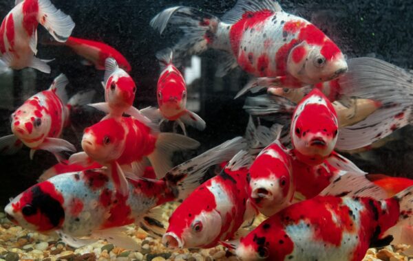 Why Pond Works Is the Leading Choice for Fish Ponds In Brisbane, Sunshine Coast & Gold Coast