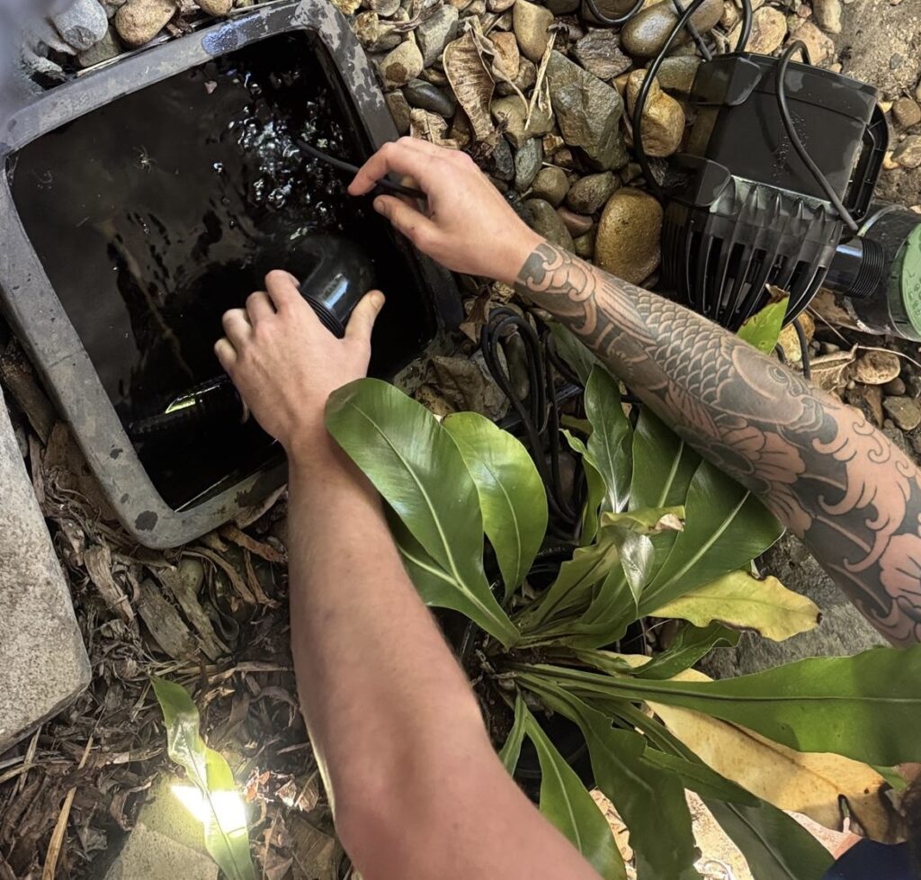 Tattooed arm adjusting a submersible pond pump inside a small outdoor pond, surrounded by rocks and large green plant leaves.