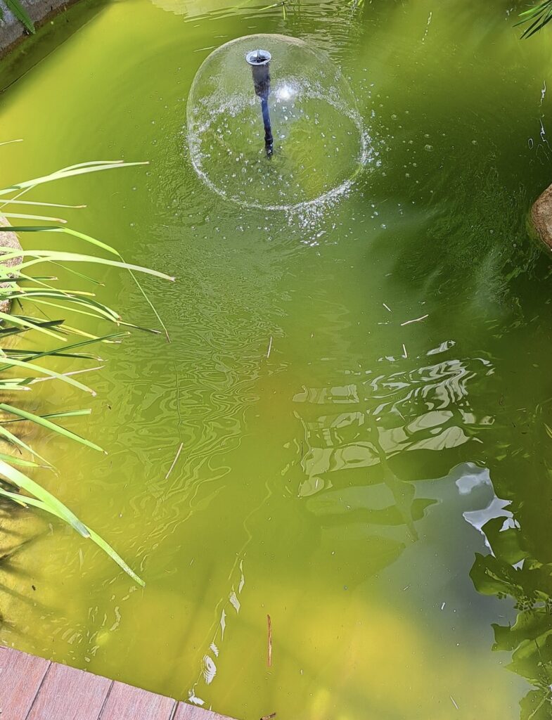 Green water algae causing cloudy green water in an ecosystem pond.