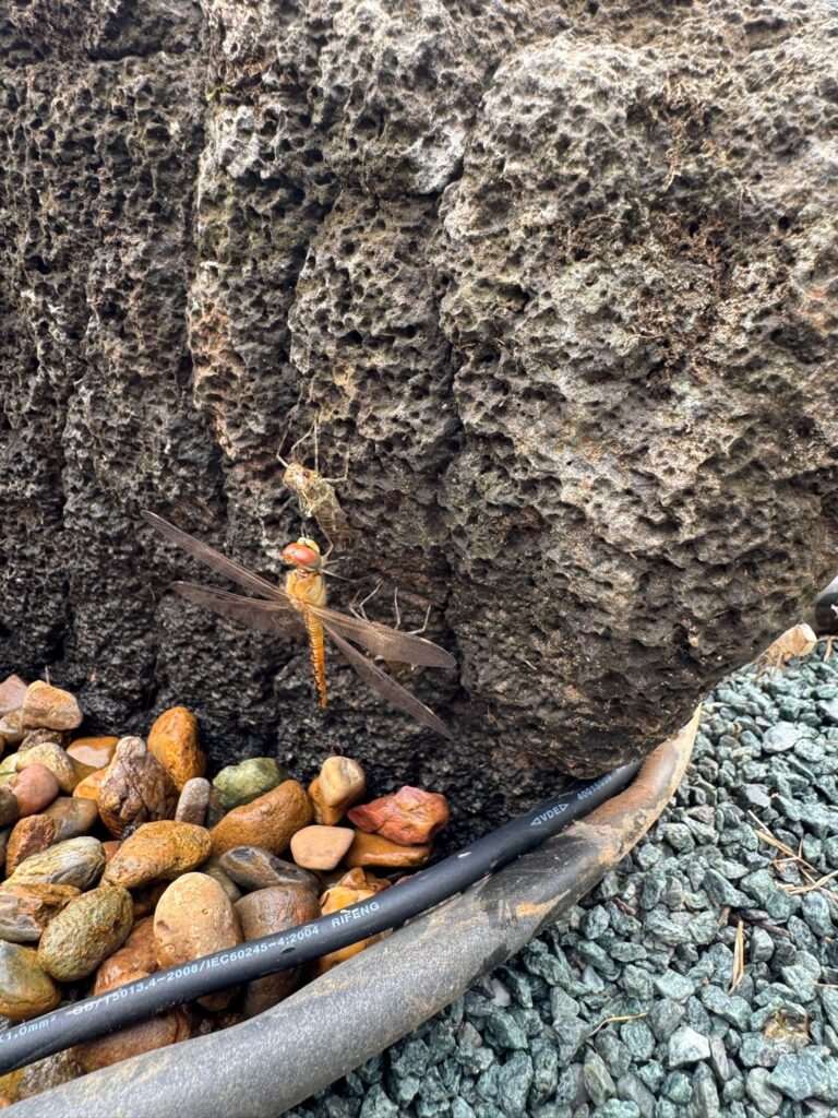 A newly emerged dragonfly rests beside its empty exuvia (nymph shell) on the wall of an ecosystem pond after completing its transformation into an adult.