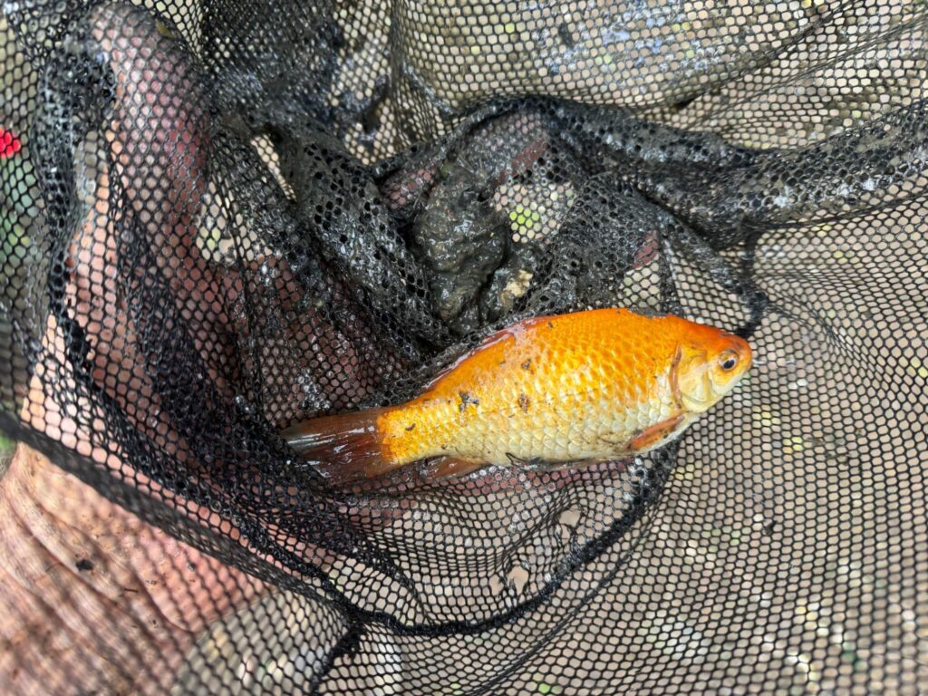 A 15cm goldfish discovered living inside a wetland snorkel during routine pond maintenance before being safely returned to the main pond.
