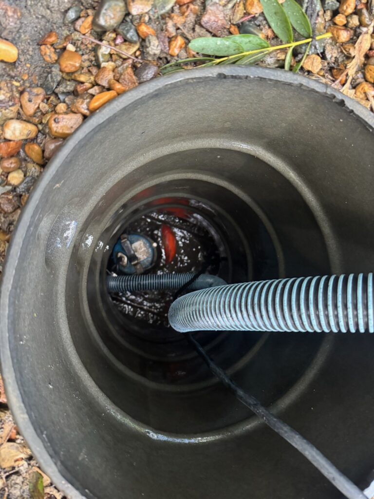 Fish swimming at the bottom of a wetland snorkel before being rescued during routine pond maintenance.