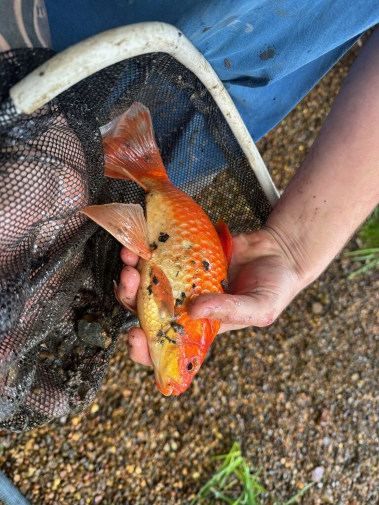 Pond Works team holding a 30cm goldfish rescued from inside a wetland snorkel during routine maintenance.