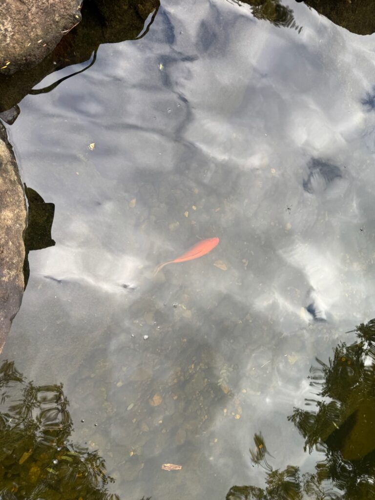 Goldfish swimming into a large ecosystem pond after being rescued from a wetland snorkel.