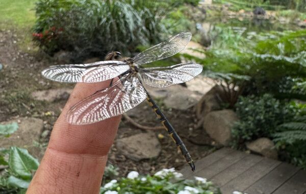 Dragonflies: A Sign Your Pond Is Alive and Thriving