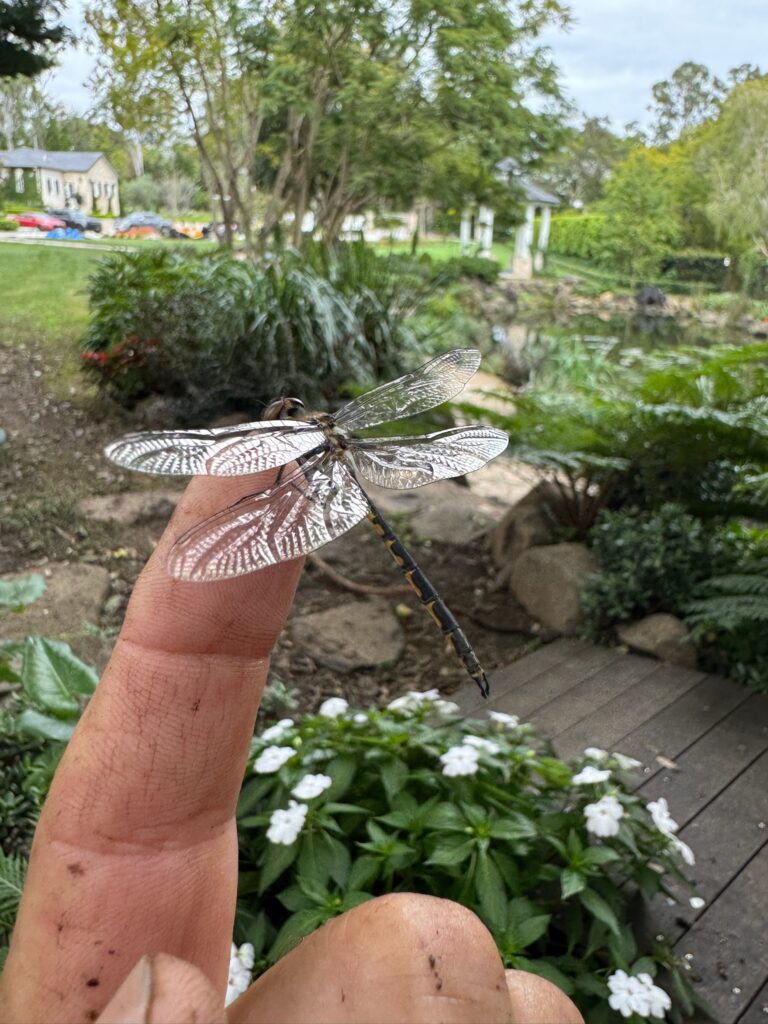 A newly emerged dragonfly with shimmering transparent wings rests gently on a person's finger during pond maintenance.