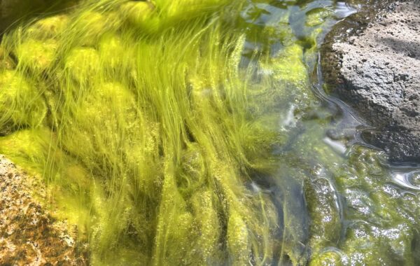 Pond Algae Explained: The Two Main Types of Algae and How to Control Them Naturally