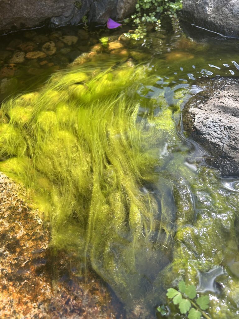 String algae growing on rocks and waterfall surfaces in an ecosystem pond.