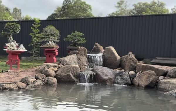 Japanese Inspired Bonsai Water Garden: A Tranquil Ecosystem Pond Retreat in Caboolture