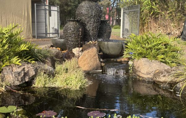 Case Study: A Grand Entrance Fish Pond & Decorative Water Feature in Thornlands