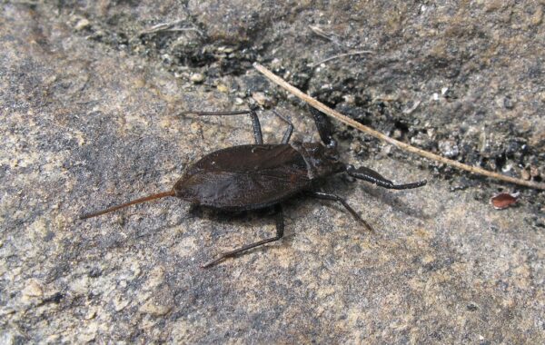 Water Scorpions in Garden Ponds: Everything You Need to Know