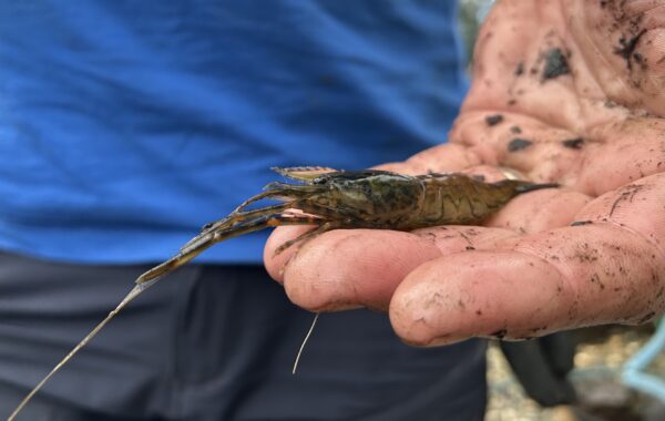 Long-Armed Shrimp in Australia: An Unexpected Discovery in a School Pond Ecosystem
