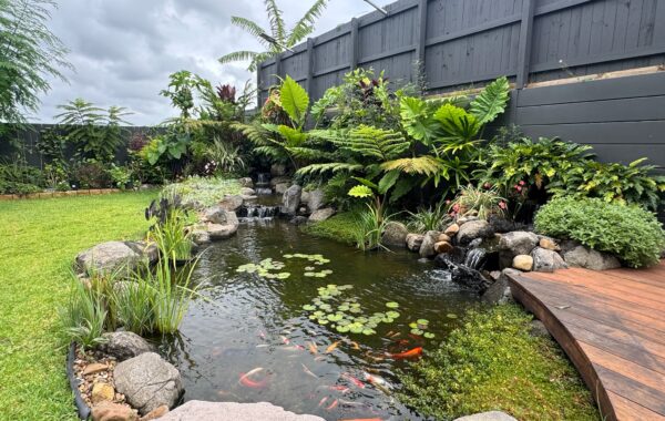 Winter Pond Care in South East Queensland: What Happens to Your Fish, Plants and Pond?