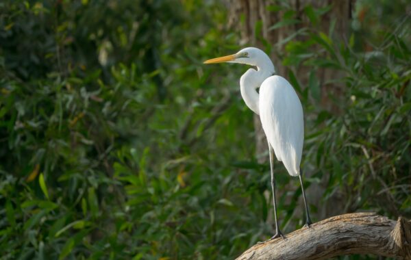 Herons and Pond Fish: What to Do When a Heron Visits Your Pond